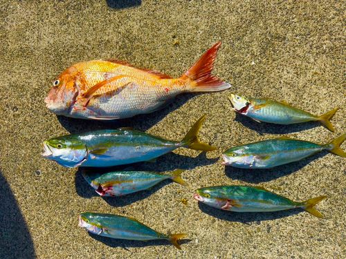 マダイの釣果