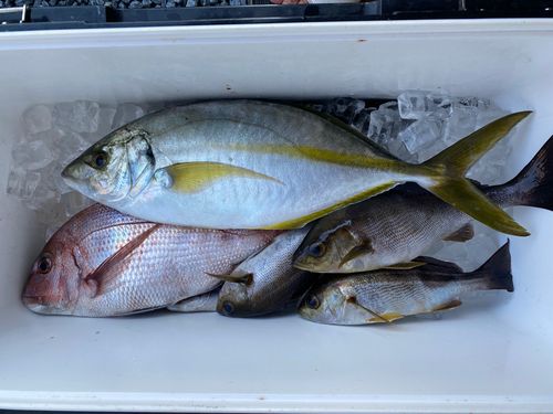 シマアジの釣果