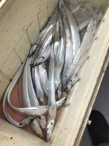 タチウオの釣果