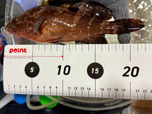 キジハタの釣果