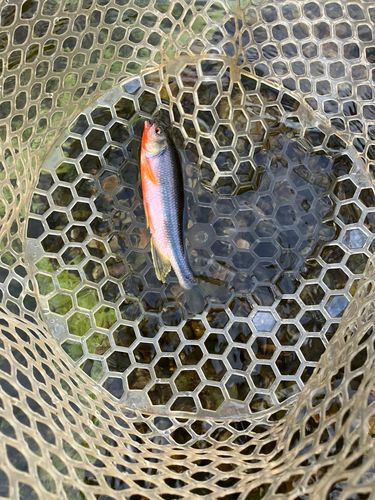 カワムツの釣果