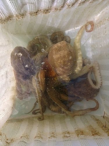 マダコの釣果