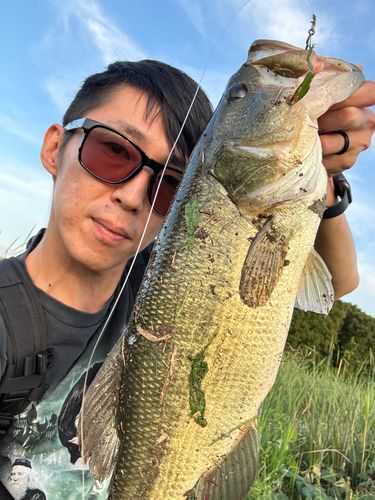 ブラックバスの釣果