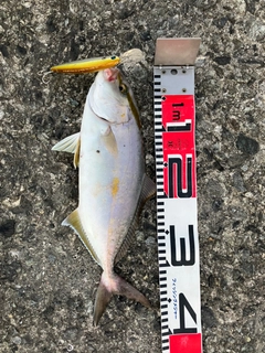 ネイリの釣果