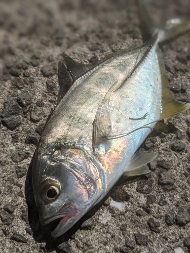 メッキの釣果
