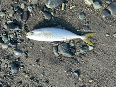 ワカシの釣果