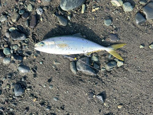 ワカシの釣果