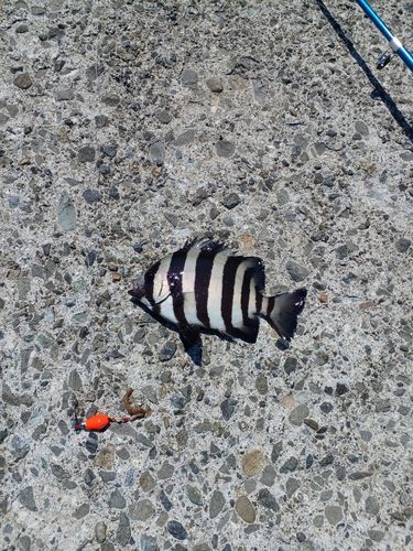 サンバソウの釣果