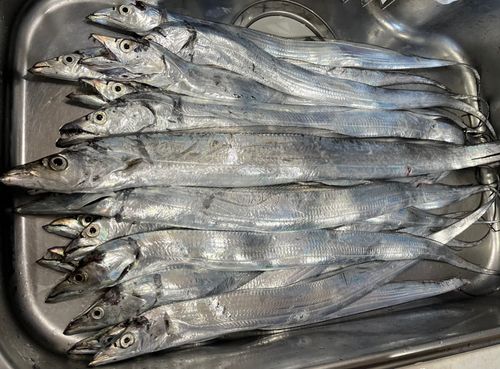 タチウオの釣果