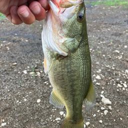 ラージマウスバス