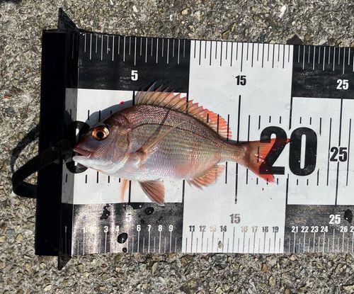 チャリコの釣果