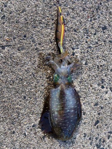 アオリイカの釣果