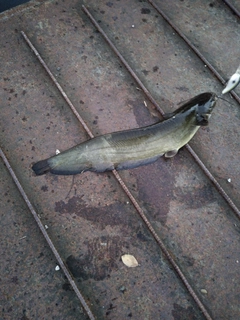 ナマズの釣果