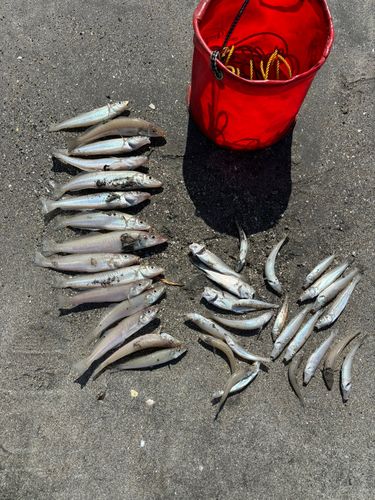 シロギスの釣果