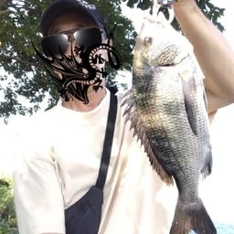 クロダイ