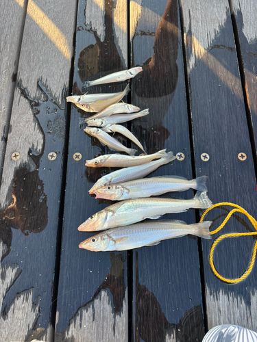 シロギスの釣果