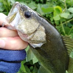 ブラックバス