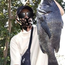 クロダイ