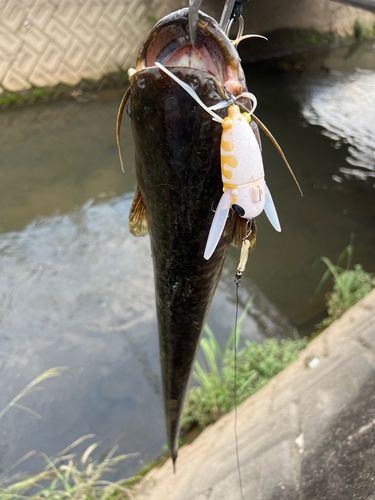 ナマズの釣果