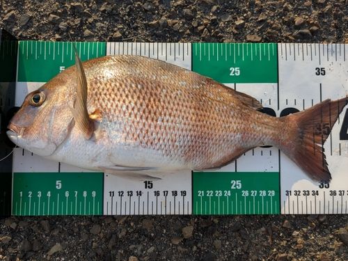 マダイの釣果