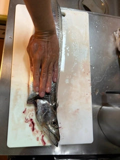 タチウオの釣果