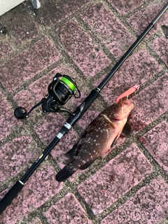 アコウの釣果