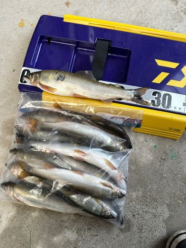 アユの釣果