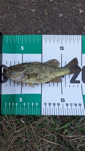 ラージマウスバスの釣果