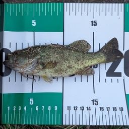 ラージマウスバス