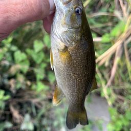 スモールマウスバス