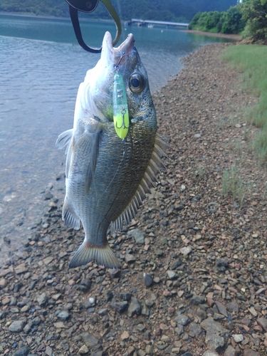 ミナミクロダイの釣果