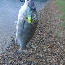 ミナミクロダイ