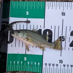 ラージマウスバス