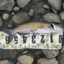 ナマズ