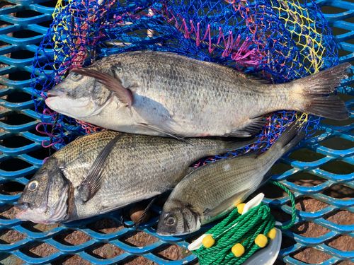 クロダイの釣果