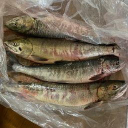 アキアジ