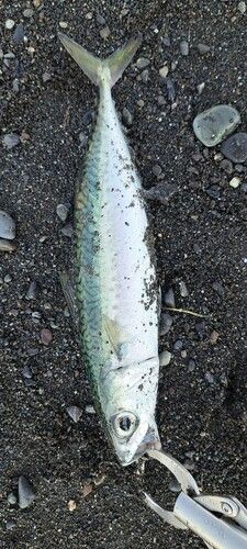 サバの釣果