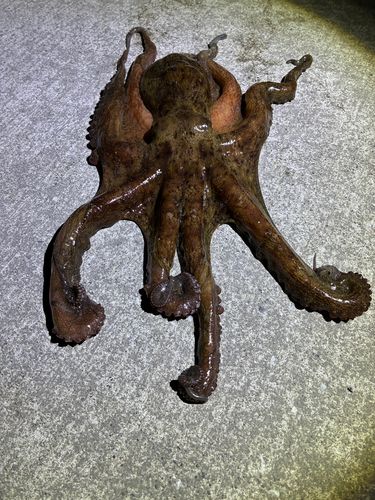 マダコの釣果