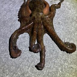 マダコ