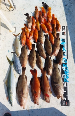 オオモンハタの釣果