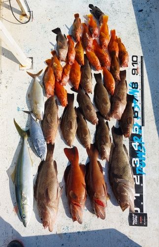 オオモンハタの釣果