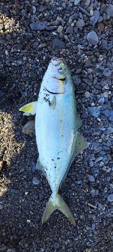 ワカシの釣果