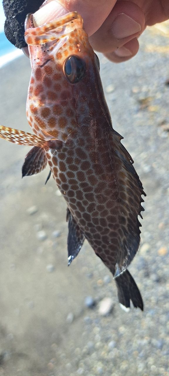 オオモンハタ