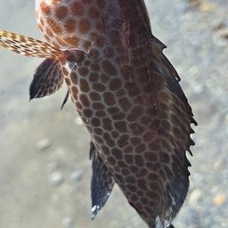 オオモンハタ