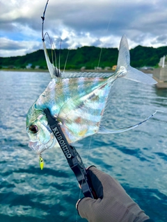 イトヒキアジの釣果
