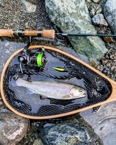 ニジマスの釣果