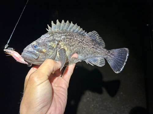 キツネメバルの釣果