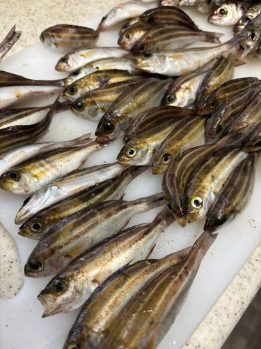 イサキの釣果