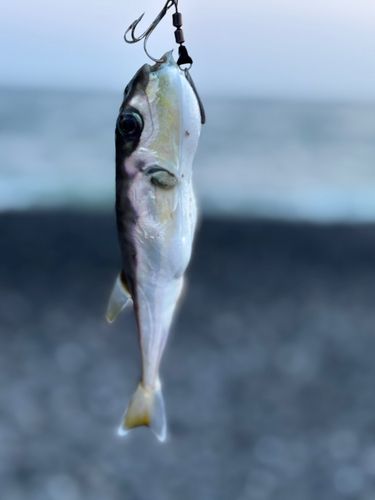 富士サーフ