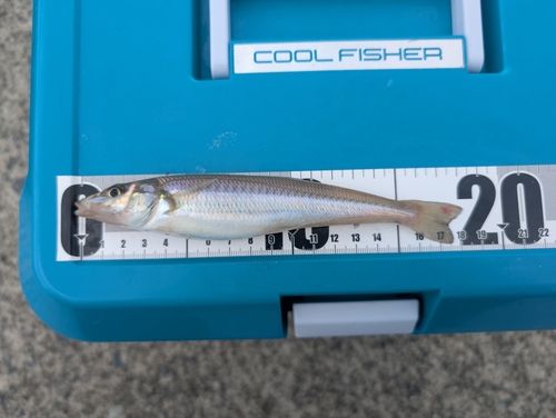 シロギスの釣果